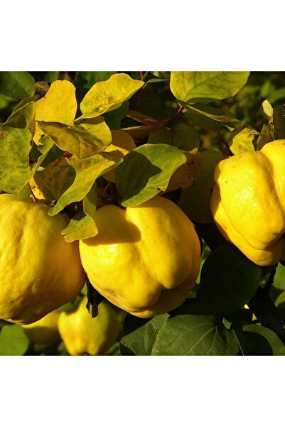 AFYONDOĞAPEYZAJ AŞILI SERTİFİKALI 2 YAŞ EŞME AYVA FİDANI AÇIK KÖK