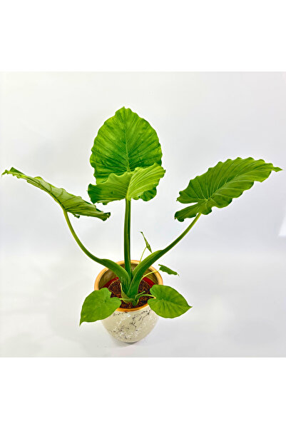 Ernaz Bitki Dünyası Alocasia Macrorrhizos (Fil Kulağı) 60-70 cm Boy