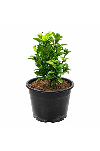 Lotus Botanik Sütun Taflan Çalısı - Çıtır Taflan (Euonymus japonicus) – Saksı...