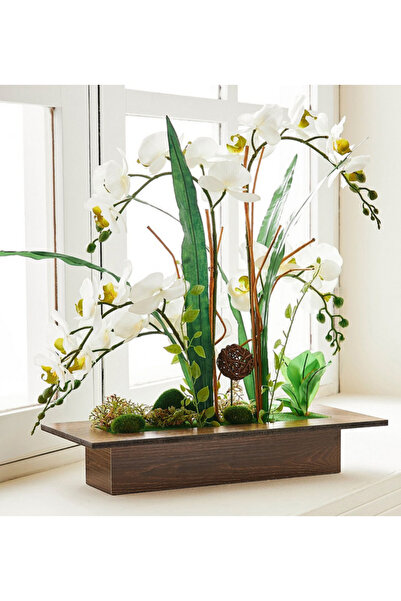 Generic Orchid in Pot