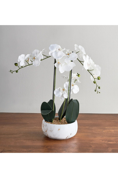 Generics ساق زهرة الأوركيد في أصيص - 53 سم