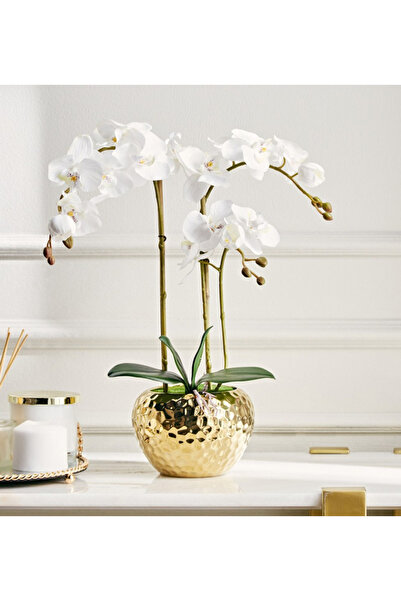 Generic Gaia Orchid Plant with Pot - 55 cm