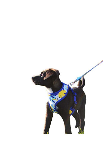 DASHI حزام نيبولا نيو الشبكي للكلاب - أزرق/متوسط