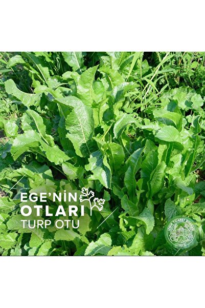 şifacı teyze Ege Otları Serisi Turp Otu Doğadan Toplama Şifa Kaynağı
