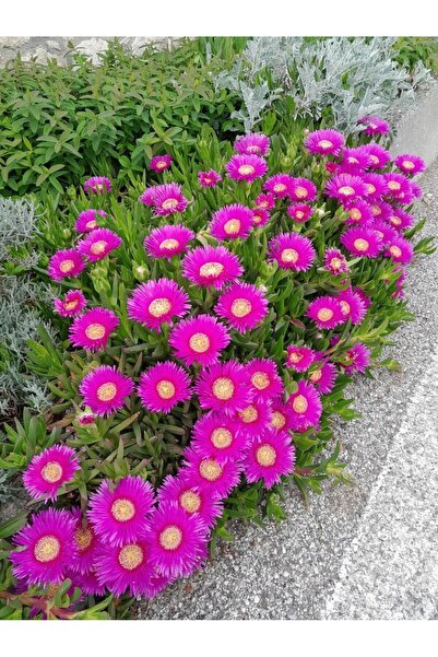 Tunç Botanik KAZ AYAĞI 10 ADET - YER ÖRTÜCÜ ve YAYILICI BİTKİ