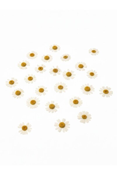 stonechem Preslenmiş Kurutulmuş Beyaz Papatya Epoksi Reçine Kolye Takı Yapımı...