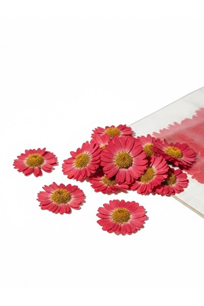 stonechem Preslenmiş Kurutulmuş Kırmızı Papatya Epoksi Reçine Kolye Takı Yapı...