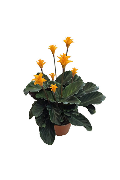 Ernaz Bitki Dünyası Calathea Crocata (Dua Çiçeği)
