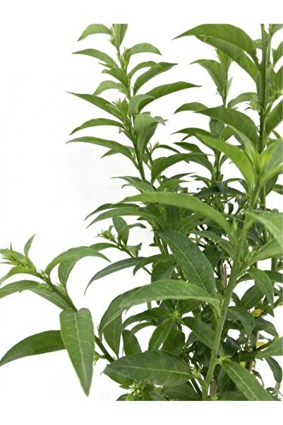 Genel Markalar Melisa Çiçeği Fidanı 20-30 Cm