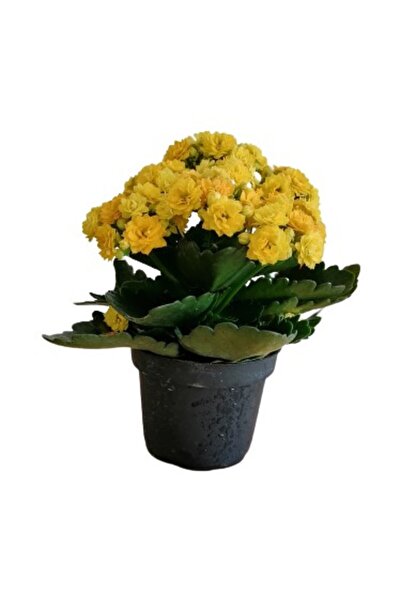 Genel Markalar Emel Hanım Kalanşo Kalachoe Çiçeği Sarı Renk 10-20 cm