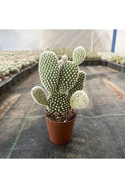 Dikenlitel Tavşan Kulağı Kaktüs (opuntia Microdasys Albata)