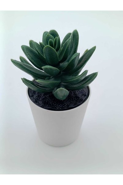 IKEA Fejka Kaktüs 3 Lü Set 6 Cm Yapay Bitki Çiçek Saksılı Kaktüs