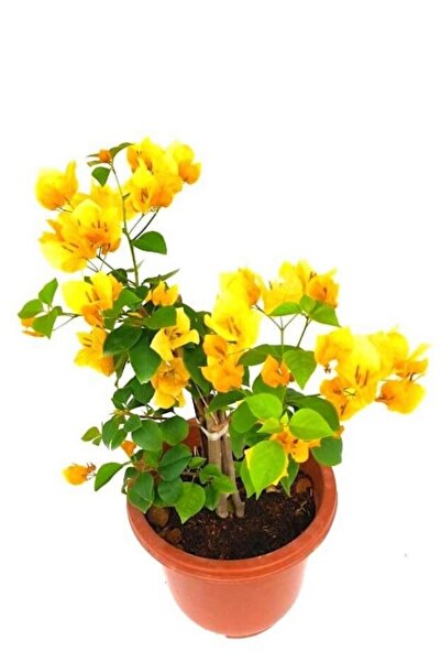 ÇİÇEKFLİX Bodur Begonvil fidesi sarı renk 20-25cm minik dikime hazır