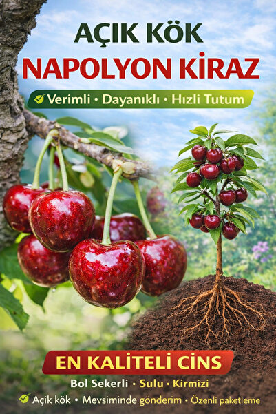 ÇİÇEKFLİX Napolyon Kiraz Meyve Fidanı 2 Yaş ( Aşılı )fidanı 100cm Üstü ( Açık...