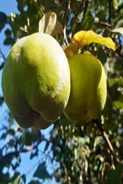 bahcemdenonline AYVA 1 KG