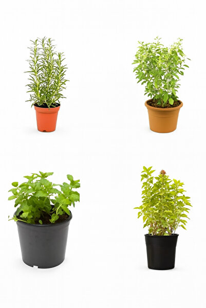 Generic مجموعة نباتات عشبية: نبتة إكليل الجبل، نبتة ريحان فارسي، نبتة ريحان ت...