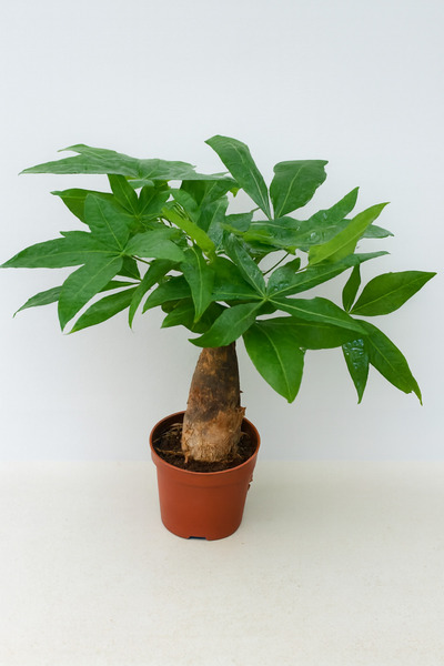 Generic نبات باتشيرا أكواتيكا أو شجرة المال - نبات حي طازج 30-40 سم