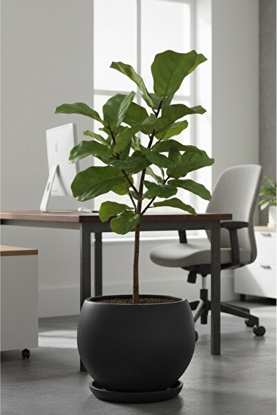 Harmony Dekoratif Büyük Beton Saksı