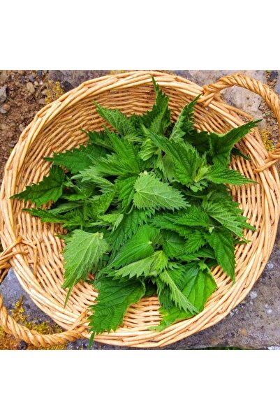 yörük nine Taze Isırgan Otu (URTİCA) Doğal Katkısız Doğadan Evinize