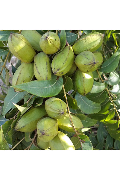 FidanVadisi Pikan Ceviz Fidanı (2 Yaşında 40-60 cm)