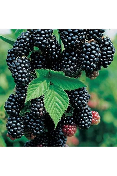 FidanVadisi Böğürtlen Fidanı (1 Yaşında 50-100 cm)