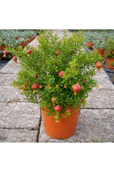 FidanVadisi Cüce Süs Narı Fidanı (4 Yaşında 30-70 cm)