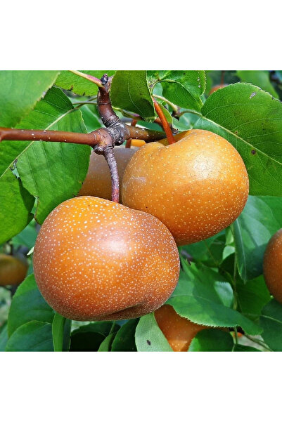 FidanVadisi Naşi (Japon) Armut Fidanı (4 Yaşında 130-150 cm)