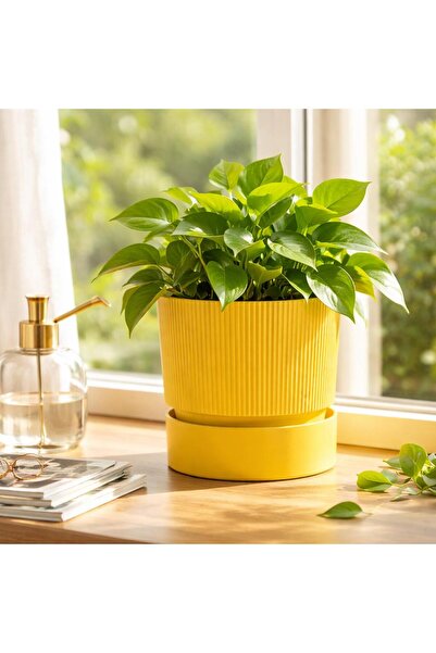 polivahome 2 Litre İxora Saksı Dekoratif Tabaklı Çiçek Kaktüs Saksısı Sarı 15*15