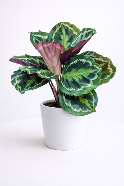 Tomurcuk Trend Calathea Medallion – Desenli Yapraklı Salon Bitkisi