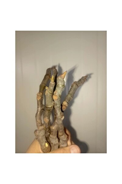 Fidan & Peyzaj - Bursa Siyah İnciri Köklendirme Çeliği (5 Adet)