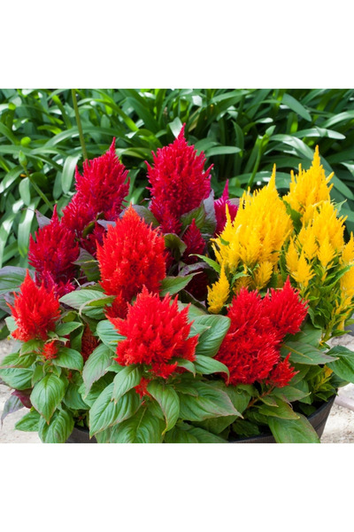 megcito Horoz İbiği Püskül Seri Karışık Renk - Saksılık 10 Tohum