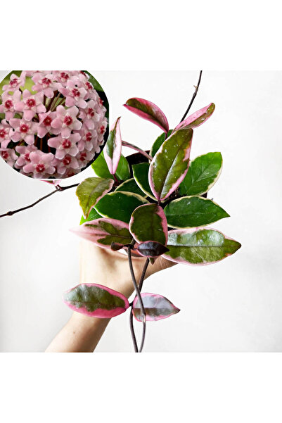 Byaysima Hoya Flamingo Mis Kokulu İthal Mum Çiçeği Canlı Saksıda İç Mekan Ev ...