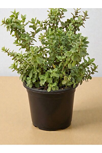 Generic نبات اليشم (كراسولا أوفاتا) - نبات الحظ