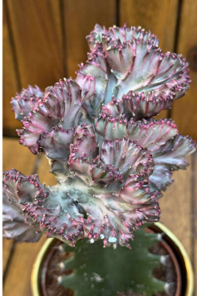 NO BRAND Planta naturala Euphorbia Lacteea Cristata