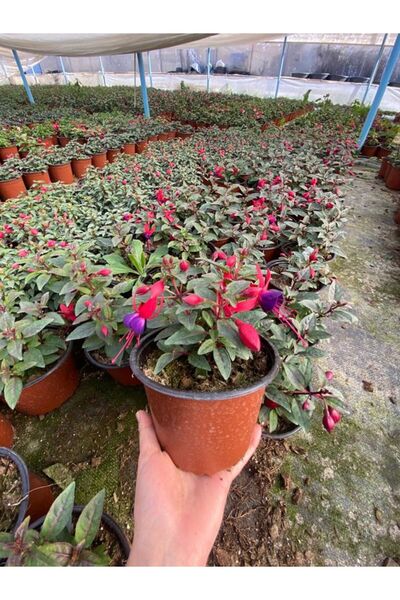 A&N Florya Vadi Canlı Küpe Çiçeği (Fuchsia) 1 Adet 10–20 cm – Saksılı, Çiçek ...