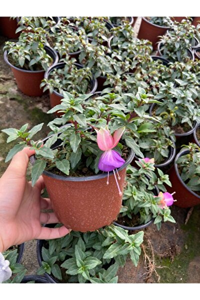 A&N Florya Vadi 2’li Canlı Küpe Çiçeği (Fuchsia) 10–20 cm – Renkli Balkon Çiçeği