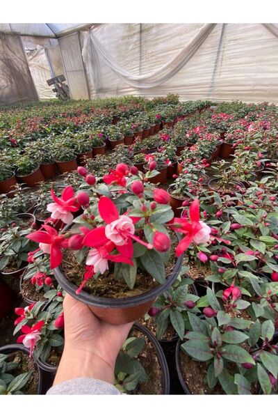 A&N Florya Vadi Canlı Küpe Çiçeği 1 Adet 10–20 cm – Çiçek Açmaya Hazır Saksı ...