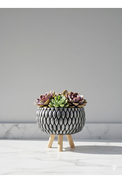 Alba Home Decor Ahşap ayaklı Sukulent kaktüs arajman saksı