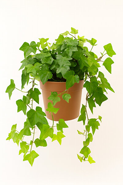 Generic هيدرا هيليكس (اللبلاب الإنجليزي) 30-40 سم