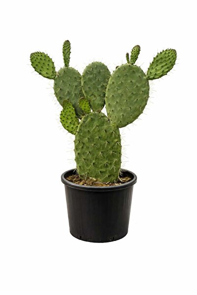 Lotus Botanik Frenk İnciri Kaktüsü Canlı Bitki (Opuntia ficus) | Boy 40–60 cm