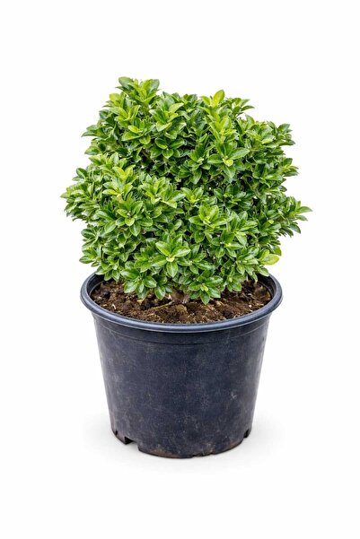 Lotus Botanik Sütun Taflan Çalısı - Çıtır Taflan (Euonymus japonicus 'Green S...