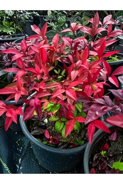 Lotus Botanik Nandina Firepower - Nandina Çalısı - 20-25 cm | 10 Adet | Saksı...