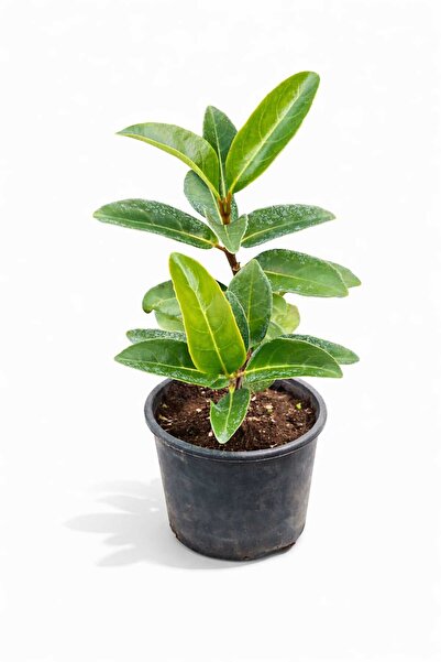 Lotus Botanik Licidum - Kartopu Çalısı - Çit Bitkisi – Saksıda Canlı Bitki – ...