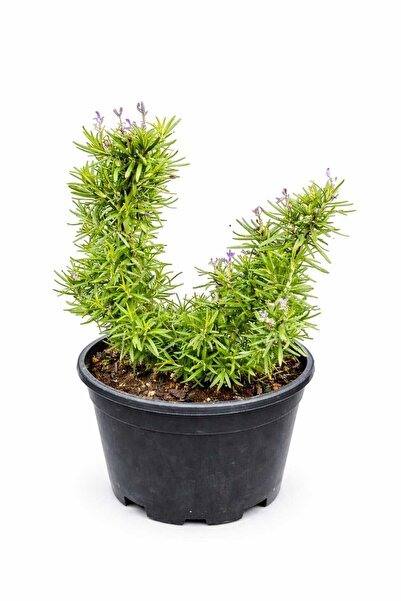 Lotus Botanik Biberiye Çalısı (Rosmarinus officinalis) – Saksıda Canlı Bitki ...