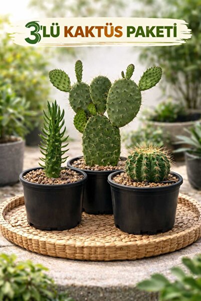 Lotus Botanik 3’lü Set Canlı Kaktüs | Frenk İnciri – Echinopsis Kaktüsü - Kıl...