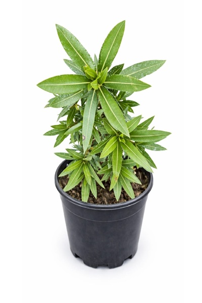 Lotus Botanik Zakkum Çalısı Bitkisi (Nerium oleander) – Saksıda Canlı Bitki –...