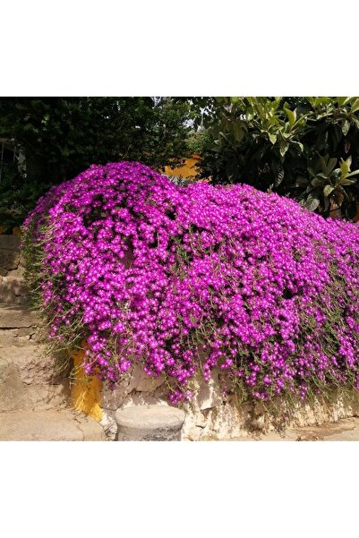 Tunç Botanik ACEM HALISI ÇİÇEĞİ 5 ADET - YER ÖRTÜCÜ SARKICI BİTKİ