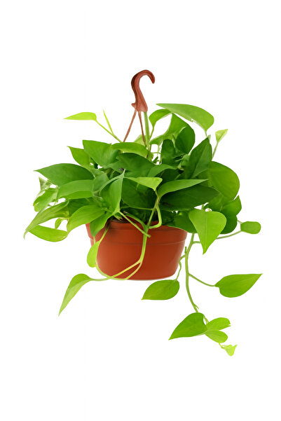 Generic نبات المال المعلق