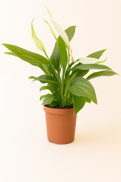 Generic زنبق السلام | سباثيفيلوم 15-20 سم