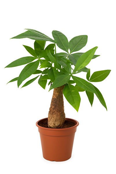 Generic نبات باتشيرا أكواتيكا أو شجرة المال - نبات حي طازج